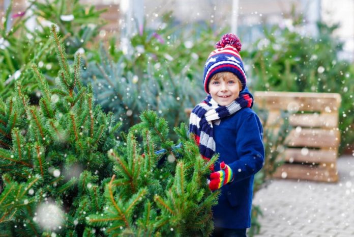 Get the Perfect Christmas Tree With These 5 Tips