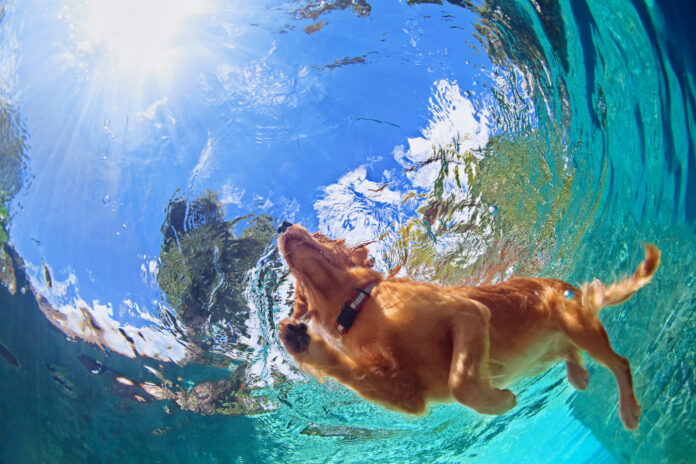 Underwater photo of dog swimming in outdoor pool peek-pools