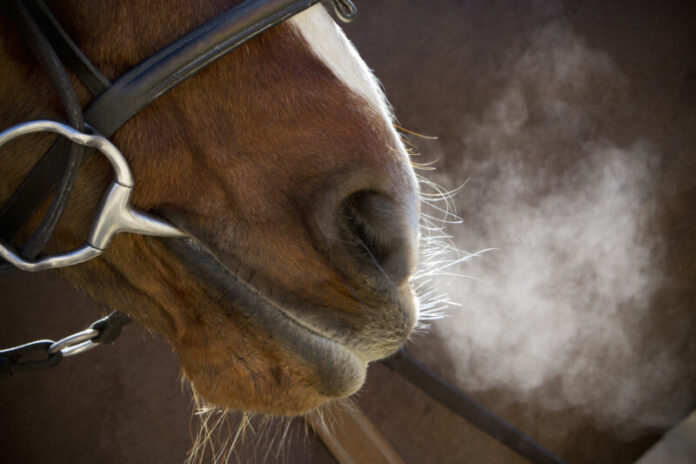 Horse Muzzle,England,A horse with bridle and bit, breathing heavily after exercise, steam rising in cold air.