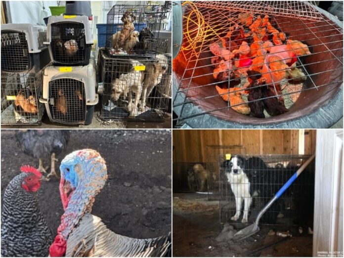 Photo: Animal Rescue Corps
