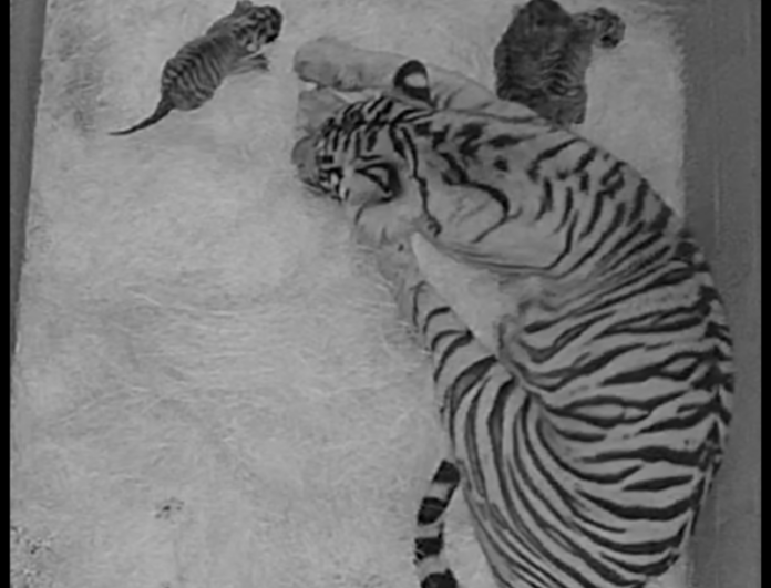 Nashville-Zoo-Welcomes-Three-Sumatran-Tiger-Cubs