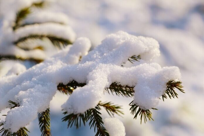 snow-on-branch-stock-photo