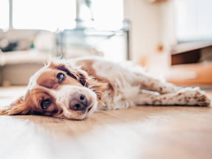 Sleeping cute brown spotted dog on the floor at home.