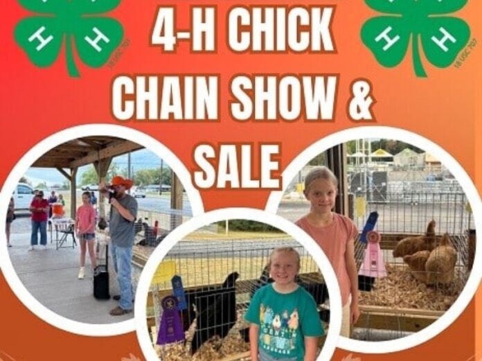 4-H-Chick-Chain-Show