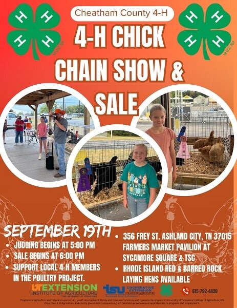 4-H-Chick-Chain-Show