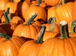 Hayrides, Pumpkin Patches and Corn Mazes in Middle Tennessee