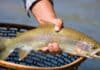 TWRA Begins 2025-2026 Winter Trout Stocking Program