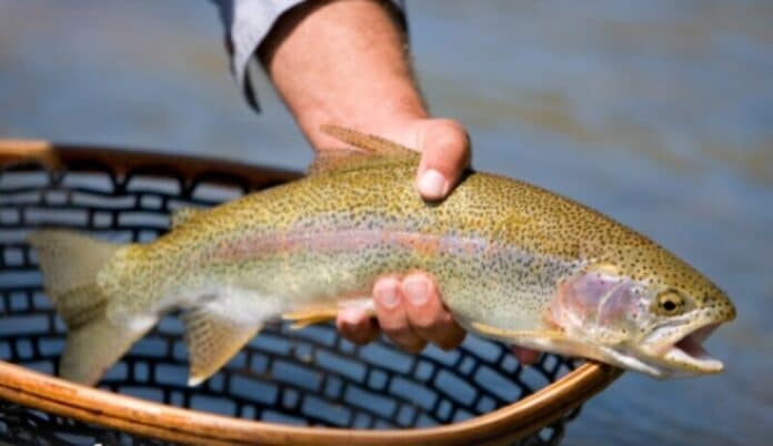 trout
