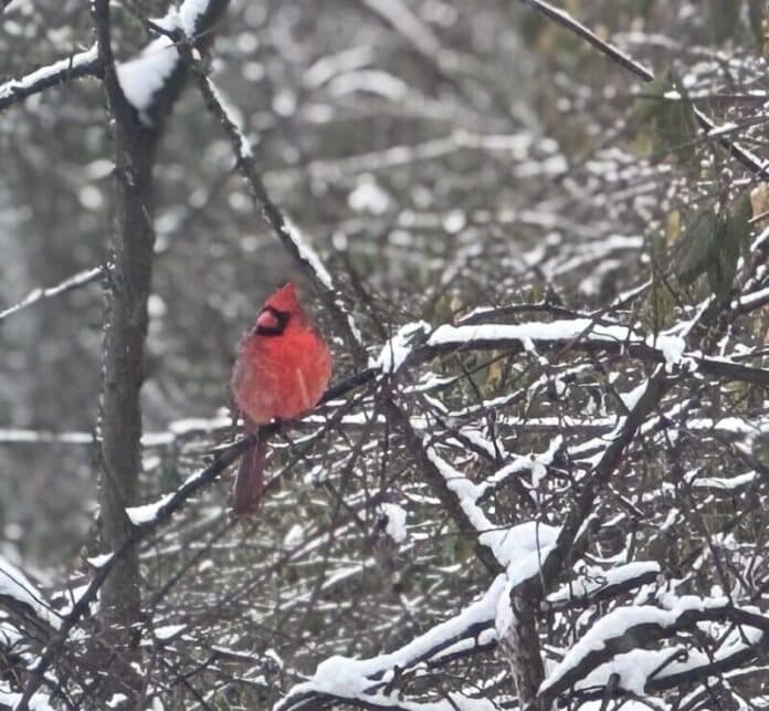 snow-day-2025-jonette-brockway