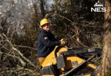 NES Adopts New Approach To Tree Trimming Following Winter Storm Fern