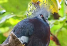 Largest Living Pigeon Species Arrives at Nashville Zoo