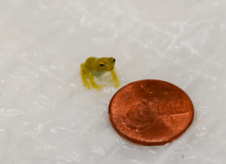 Nashville Zoo Celebrates First Successful Breeding Of Glass Frogs