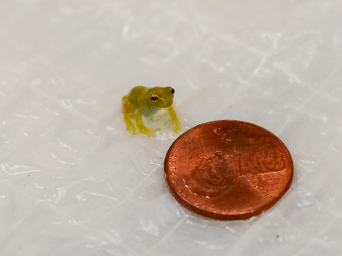 Glass Frog