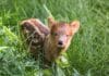 Nashville Zoo Welcomes Southern Pudu Fawn