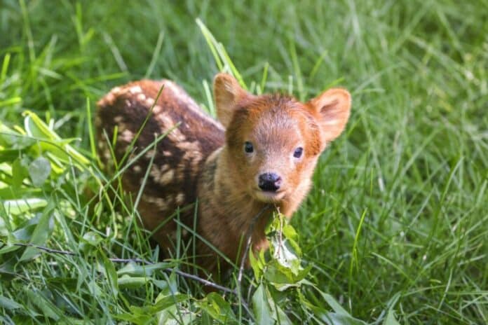 Pudu Fawn