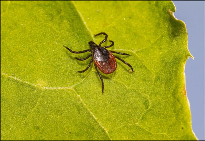 tick-stock