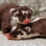 Nashville Zoo Welcomes Rare Javan Ferret-Badger Babies