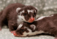 Nashville Zoo Welcomes Rare Javan Ferret-Badger Babies