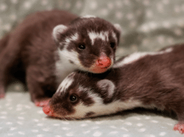 Nashville Zoo Welcomes Rare Javan Ferret-Badger Babies