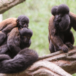 Nashville Zoo Welcomes Nine New Red-Backed Bearded Sakis