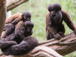 Nashville Zoo Welcomes Nine New Red-Backed Bearded Sakis
