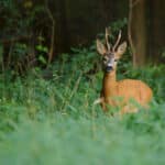 Tennessee Deer, Fall Turkey Archery Seasons Opened Sept. 26