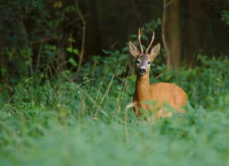Tennessee Deer, Fall Turkey Archery Seasons Opened Sept. 26