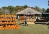 Local Pumpkin Patches to Visit This Fall