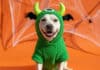 Tanger Outlets Nashville to Host Barktober Pet Costume Contest
