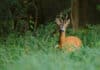 Tennessee Young Sportsman Deer Hunt Set For Halloween Weekend