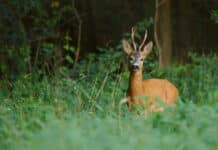 Tennessee Young Sportsman Deer Hunt Set For Halloween Weekend