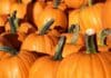 9 Places to Find Corn Mazes, Pumpkin Patches and Hayrides This Fall Pumpkin Patch Stock Photo