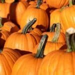 9 Places to Find Corn Mazes, Pumpkin Patches and Hayrides This Fall Pumpkin Patch Stock Photo