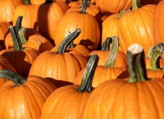 9 Places to Find Corn Mazes, Pumpkin Patches and Hayrides This Fall Pumpkin Patch Stock Photo