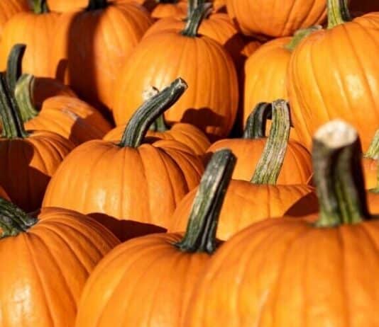 9 Places to Find Corn Mazes, Pumpkin Patches and Hayrides This Fall Pumpkin Patch Stock Photo