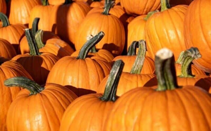 Pumpkin Patch Stock Photo