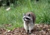 Tennessee Begins Annual Rabies Vaccine Baiting Program